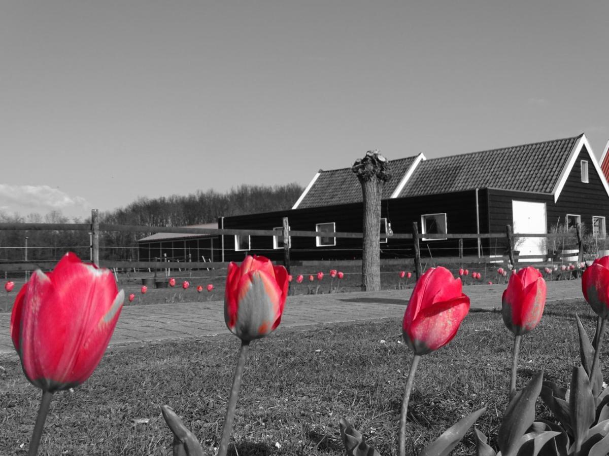 De Tulp Noordgouwe Exterior foto